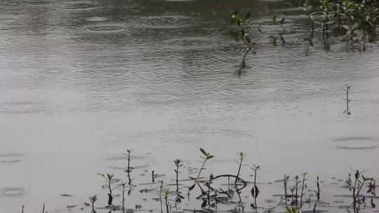河边的植物益母草蛇床菰河塘乡间湖边岸边