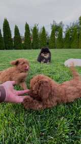 户外草地上人与可爱小狗泰迪犬博美犬的互动高清在线视频素材下载