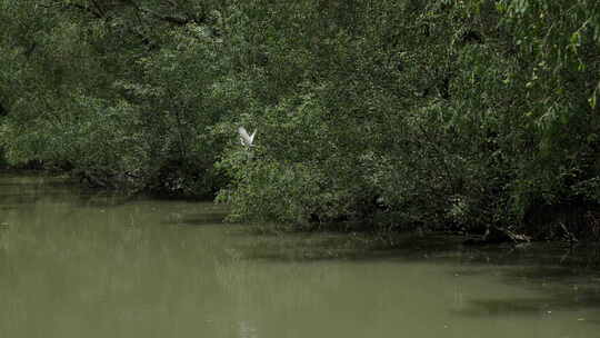 船在湿地沼泽上航行，蓝天白云灌木和白鸟