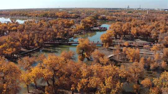 金黄色树林环绕湖水的美景