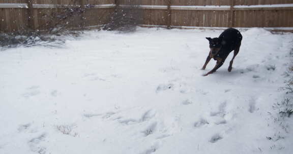 黑杜宾犬在白雪覆盖的院子里玩耍，以超慢动