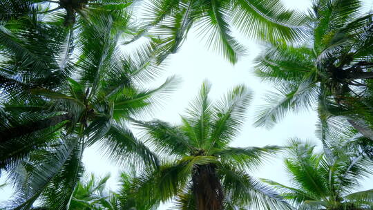 海边 沙滩 椰树 海滨公园 海南三亚视频素材模板下载