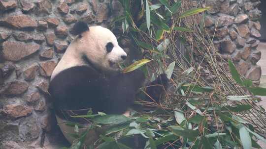 4K大熊猫吃竹子活动动物实拍视频