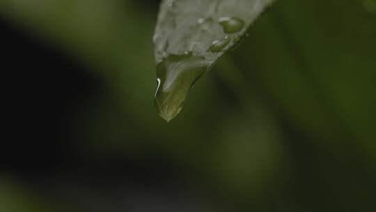 植物，叶子，新鲜度，叶子