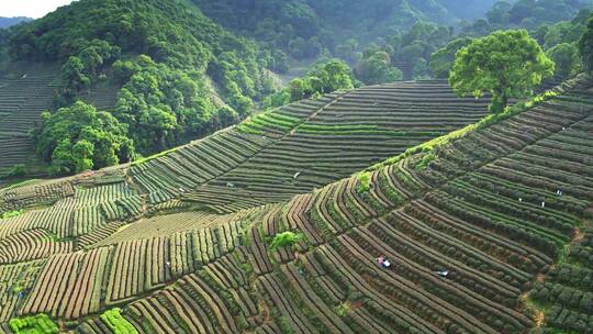 航拍杭州梅坞村 龙井茶