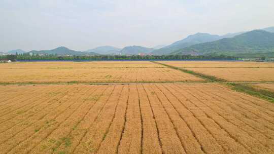 麦田风景航拍