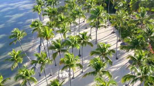 田园诗般的热带加勒比海滩——白沙和棕榈树；空中