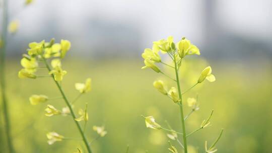 盛开的油菜花