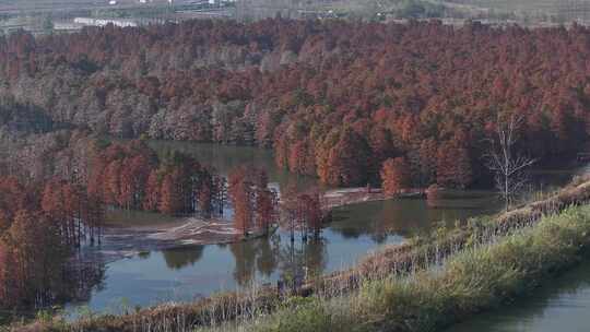 池杉湖_0033