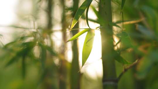 竹林  竹子  竹叶  绿色  阳光  植物