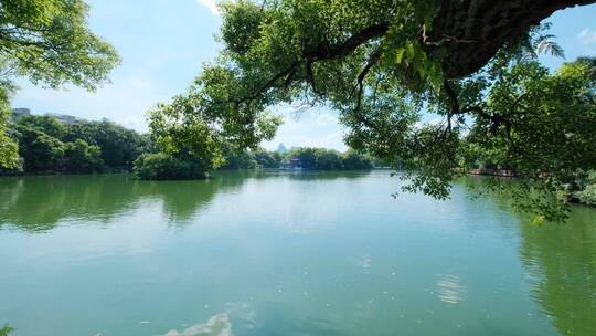 公园池塘边湖边风景 大树下 树荫下 湖水