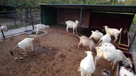 农村羊圈养羊养殖视频素材模板下载