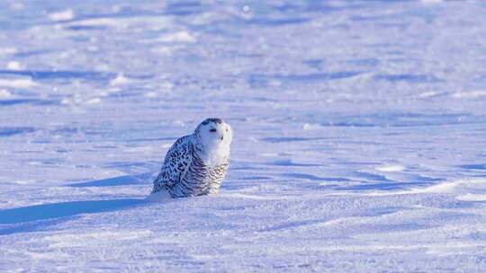 雪地中的雪鸮特写