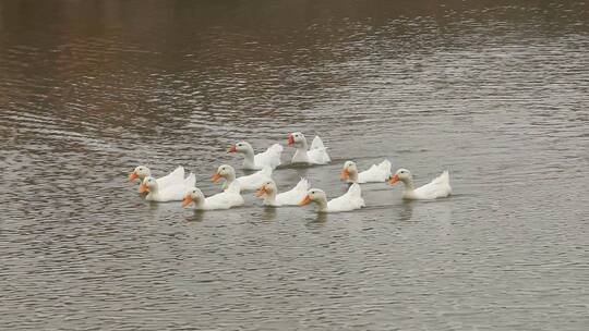 湖水中成群的鸭子在游耍