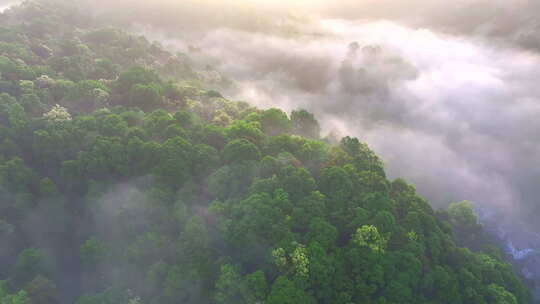 清晨山间森林弥漫着烟雾，茶山茶园村庄