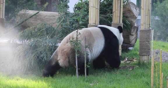 济南动物园国宝大熊猫雅吉华奥吃东西溜达