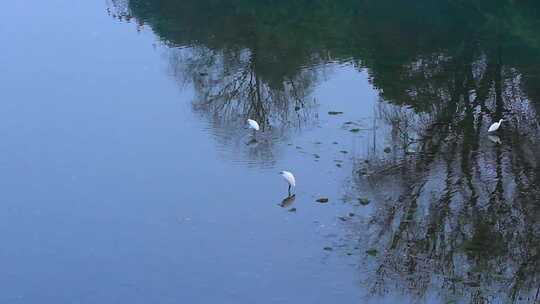冬天枯水季节在河水中觅食的白鹭实拍