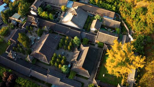 西安古观音禅寺千年银杏树