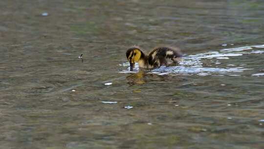 水里可爱的小鸭子
