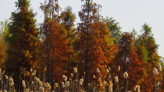 秋季红色水杉林