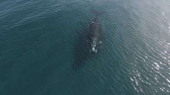 两只鲸鱼在平静的水中呼吸的空中领先镜头