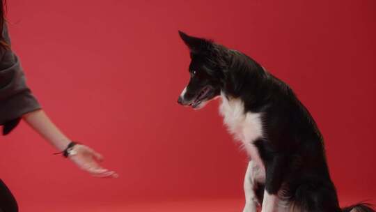 一只边境牧羊犬在耍花招