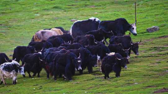 祁连山草原上的牦牛群