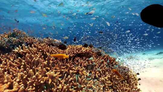 海底世界、鱼群、珊瑚
