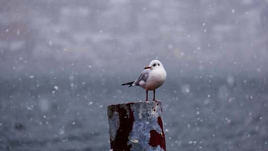 海边下雪码头边上的海鸥