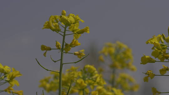 油菜花开