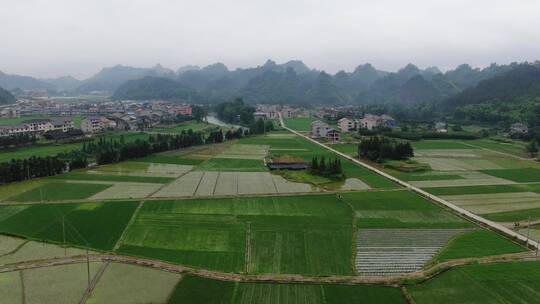 航拍水稻农业种植稻田