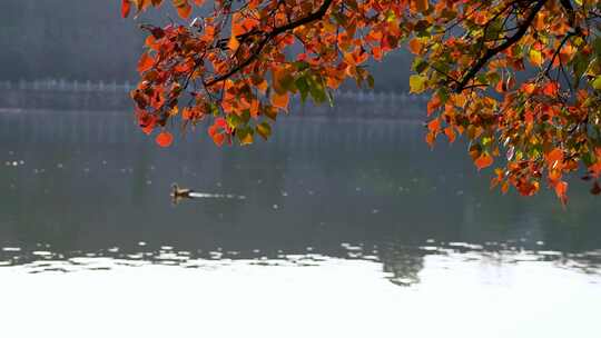 秋天南京中山植物园的红叶和湖水风光
