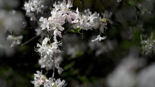 随风摇曳的白色花朵 (2)