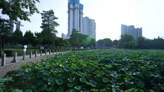 武汉汉阳莲花湖公园风景