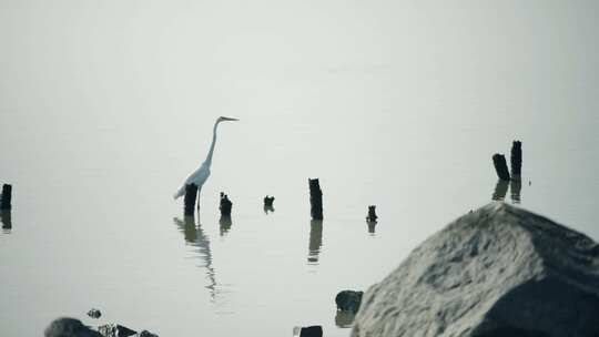 深圳湾生态鸟滩涂