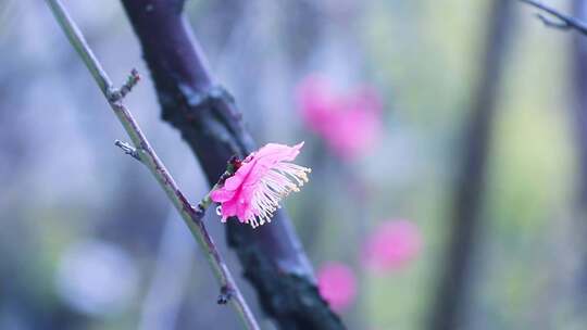 雪中梅花 雨中腊梅花 红色腊梅 1016