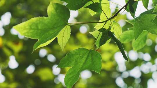 清新绿叶枫叶自然空镜