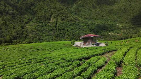 西藏林芝墨脱县果果塘茶叶种植航拍自然风光