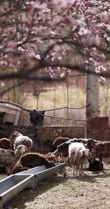 新疆杏花村羊圈里的一群小羊羔竖版竖屏