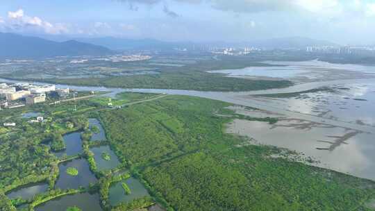 红树林高空航拍