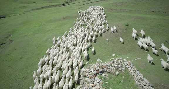 内蒙古大草原上奔跑的羊群小羊羔