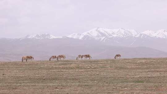 藏野驴 青藏高原