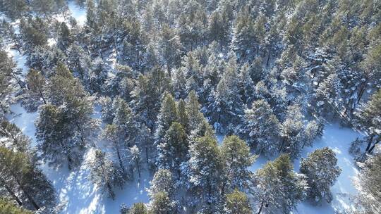 下雪时的绿色樟子松松林航拍