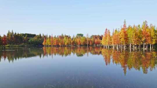 成都白鹭湾湿地公园秋季水杉红叶野鸭航拍