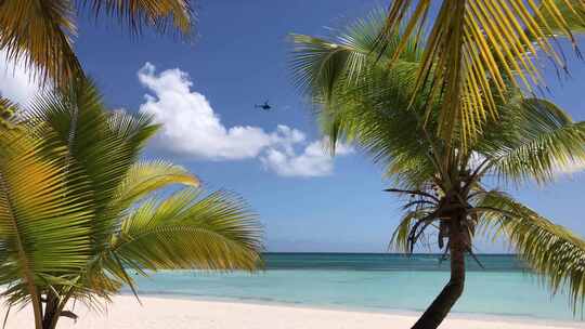 海南沙滩海水椰子树