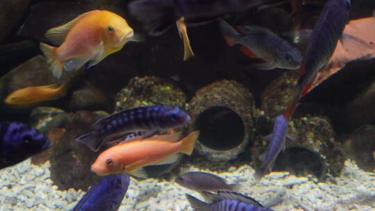 鱼类三湖慈鲷彩色热带鱼水族