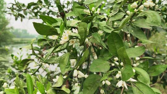 春天绿色植物实拍景色