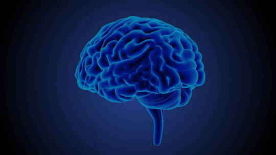 医学 大脑 脑科学 三维 脑ct1 模型