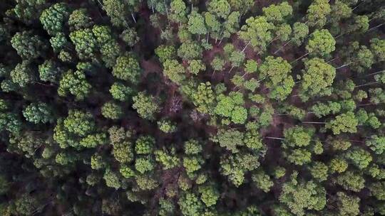 无人机飞越橡胶树森林