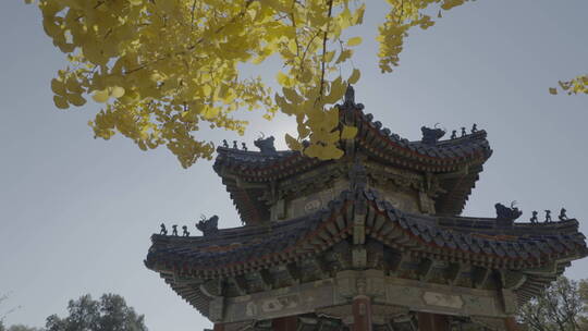 北京秋天 古建筑秋景 秋天银杏